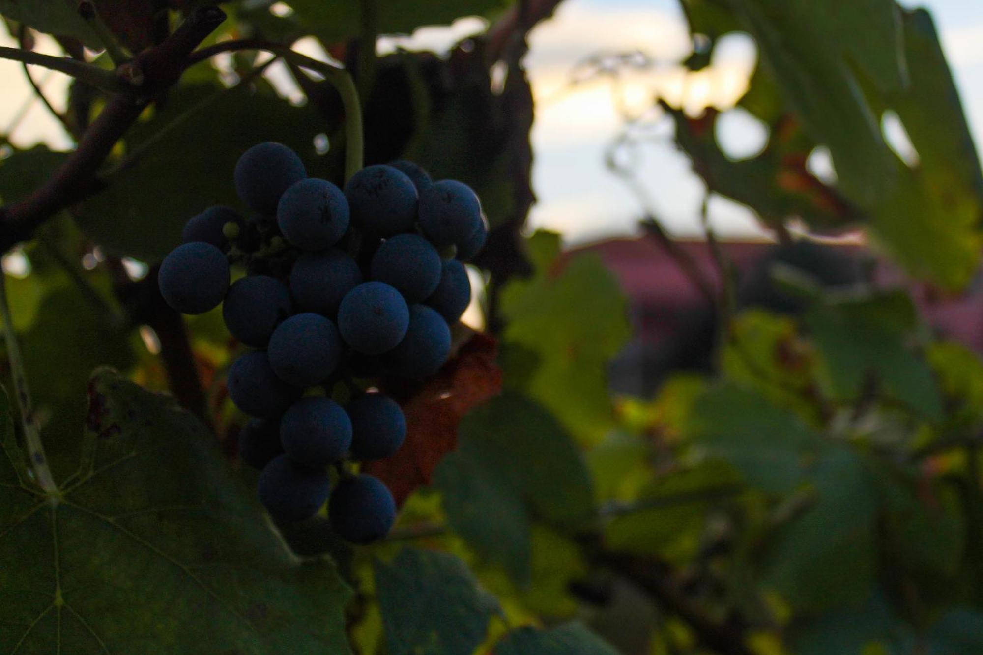 Willa Quinta De Baixo Vila Marim Zewnętrze zdjęcie
