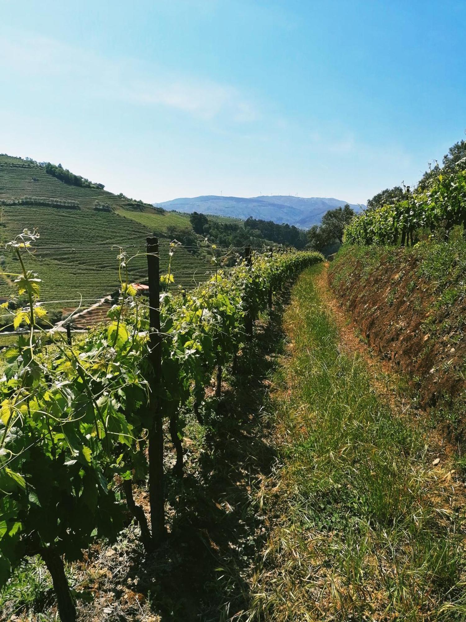 Willa Quinta De Baixo Vila Marim Zewnętrze zdjęcie